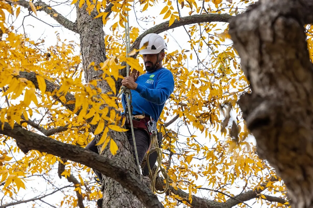 Skilled Storm Damage Cleanup crew working in Palestine